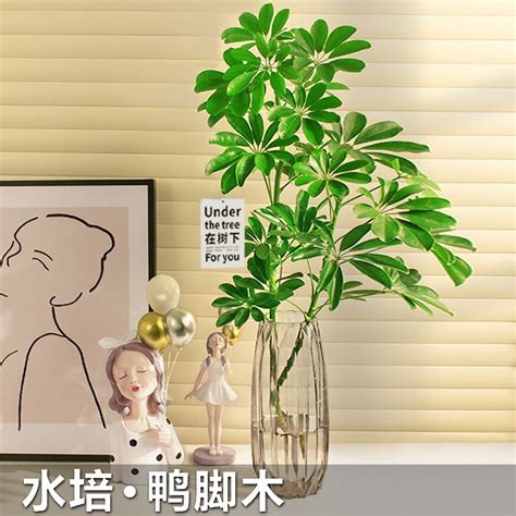 客廳招財室內植物